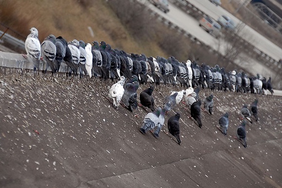 bird-control-banner bird-control-banner